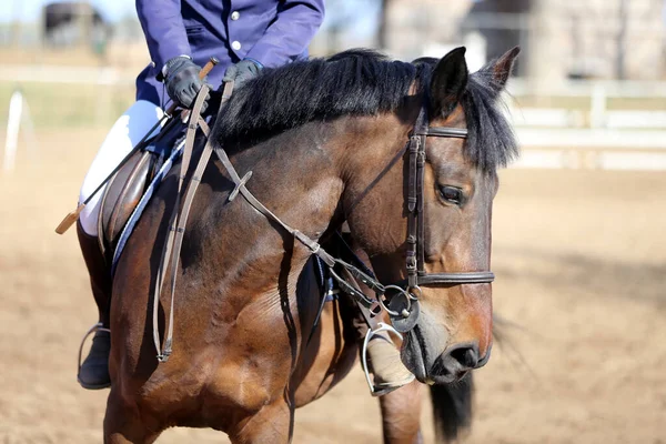 Horse riding  banner for website or magazine illustration. Photo of equestrian competition as a show jumping background