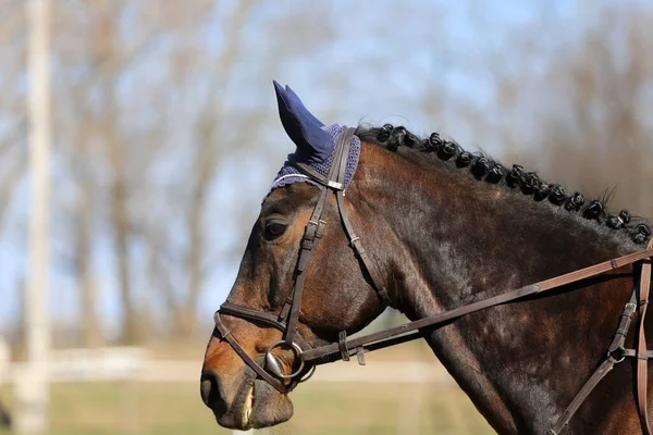 Horse riding  banner for website or magazine illustration. Photo of equestrian competition as a show jumping background