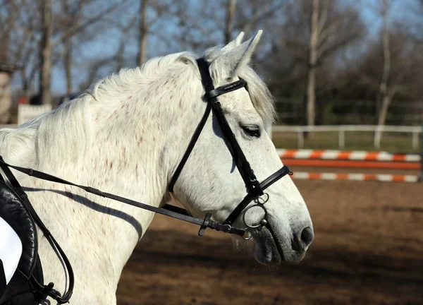 ウェブサイトや雑誌のイラストのための乗馬バナー ジャンプの背景としての馬術競技の写真 — ストック写真