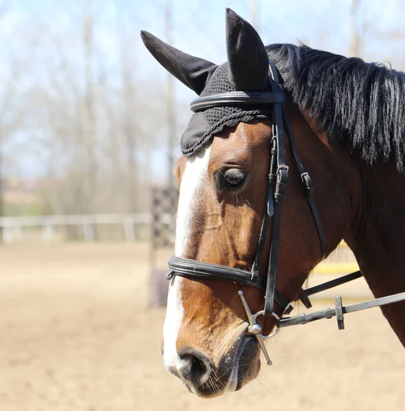 Horse riding  banner for website or magazine illustration. Photo of equestrian competition as a show jumping background