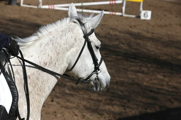 Horse riding  banner for website or magazine illustration. Photo of equestrian competition as a show jumping background