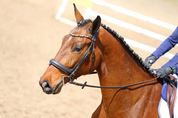 Horse riding  banner for website or magazine illustration. Photo of equestrian competition as a show jumping background