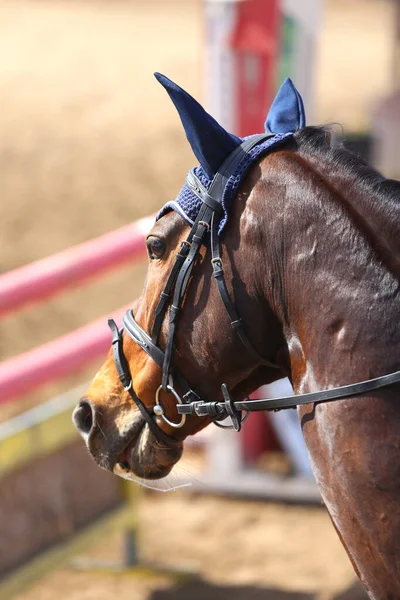 Photo of equestrian competition as a show jumping background.Head shot close up of a show jumper horse during competition under saddle with unknown rider