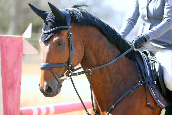 Photo of equestrian competition as a show jumping background.Head shot close up of a show jumper horse during competition under saddle with unknown rider