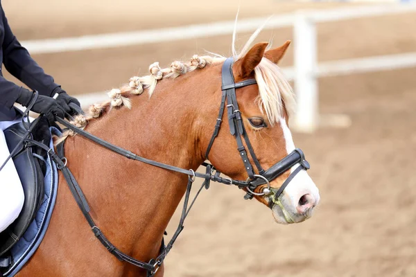 Photo of equestrian competition as a show jumping background.Head shot close up of a show jumper horse during competition under saddle with unknown rider