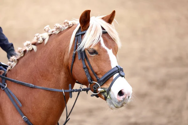 Foto Competição Equestre Como Show Jumping Background Head Tiro Perto — Fotografia de Stock