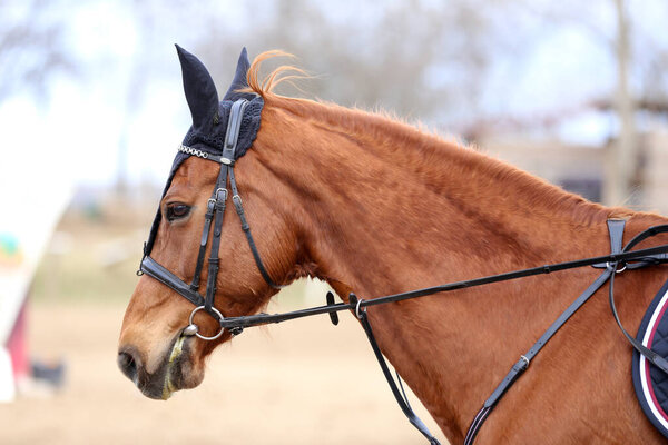  Photo of equestrian competition as a show jumping background.Head shot close up of a show jumper horse during competition under saddle with unknown rider