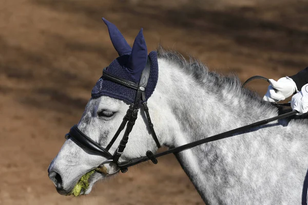 Horse riding  banner for website or magazine illustration. Photo of equestrian competition as a show jumping background