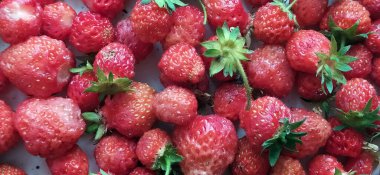 Yemek için taze koparılmış organik çilek. Arkaplan olarak olgun kırmızı çilekler