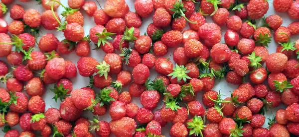 Frisch Gepflückte Saftige Bio Erdbeere Zum Essen Reife Rote Erdbeeren — Stockfoto