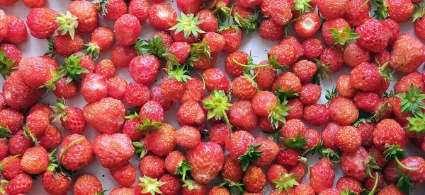 Freshly Picked Juicy Organic Strawberry Eating Ripe Red Strawberries Background — Stock Photo, Image