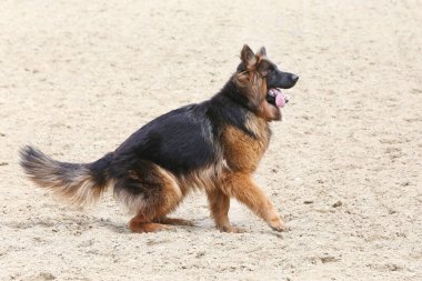 Bir yaşında, uzun saçlı Alman çoban köpeği kumlu yolda koşuyor.
