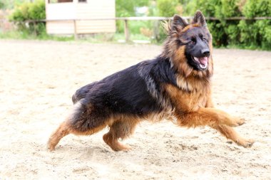 Bir yaşında, uzun saçlı Alman çoban köpeği kumlu yolda koşuyor.