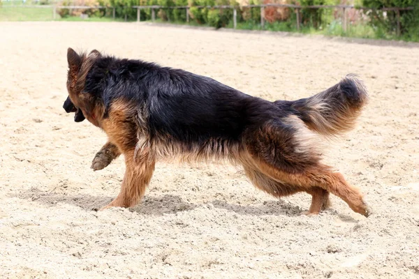 Een Jaar Oude Langharige Duitse Herder Loopt Het Zandpad — Stockfoto