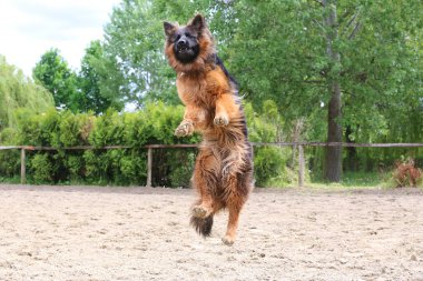 Kumlu pistte atlama eğitiminde uzun saçlı Alman çoban köpeği. Alman çoban köpeği treni atlama itaat.