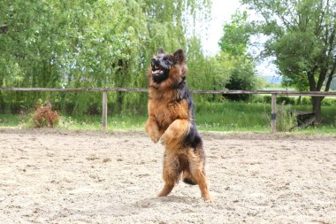 Kumlu pistte atlama eğitiminde uzun saçlı Alman çoban köpeği. Alman çoban köpeği treni atlama itaat.
