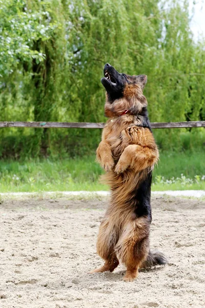 长毛德国牧羊犬在沙地跑道上跳跃训练时 德国牧羊犬跳跃服从训练 — 图库照片