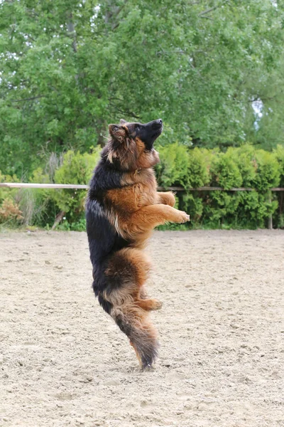 Cão Pastor Alemão Cabelos Compridos Durante Treinamento Salto Pista Arenosa — Fotografia de Stock