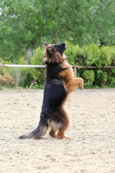 长毛德国牧羊犬在沙地跑道上跳跃训练时 德国牧羊犬跳跃服从训练 — 图库照片