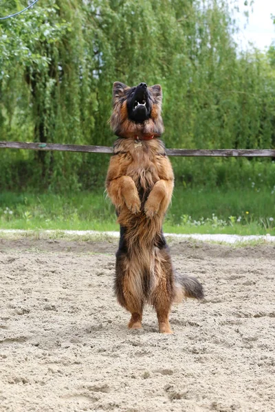 长毛德国牧羊犬在沙地跑道上跳跃训练时 德国牧羊犬跳跃服从训练 — 图库照片