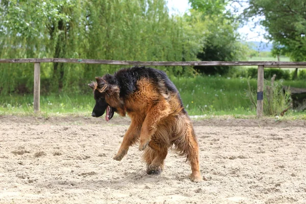 Langhaariger Schäferhund Beim Springtraining Auf Sandiger Bahn Schäferhund Trainiert Den — Stockfoto
