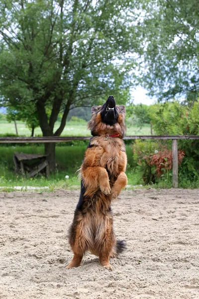 Long Haired German Shepherd Dog Jumping Training Sandy Track German Stock Photo