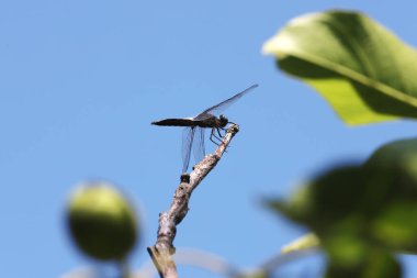 Yusufçuk doğadaki böcekleri yakın plan yapar. Ceviz ağacı dalında yusufçuk böceği. Doğada yusufçuk.