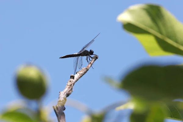 Libellule Fermer Insecte Dans Nature Insecte Nature Libellule Sur Branche — Photo