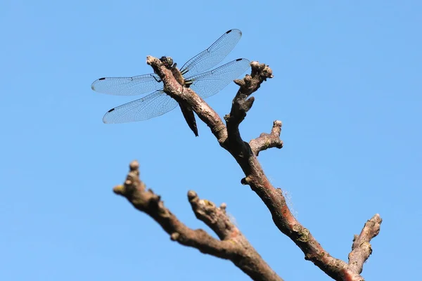 Libellule Fermer Insecte Dans Nature Insecte Nature Libellule Sur Branche — Photo