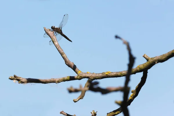 Yusufçuk Doğadaki Böcekleri Yakın Plan Yapar Ceviz Ağacı Dalında Yusufçuk — Stok fotoğraf