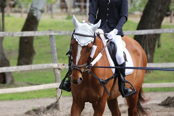 Onbekende Concurrent Paardrijden Show Jumper Paard Equitation Event Zomer Tijd — Stockfoto