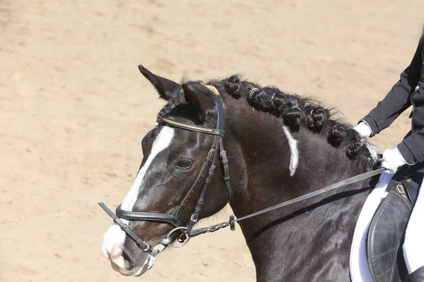 方程式イベント夏時間のショージャンパー馬に乗って未知の競合他社 鞍の下にジャンプ馬を表示します — ストック写真