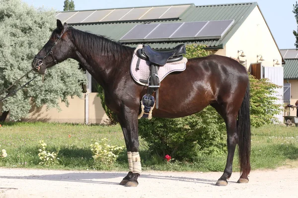 Okänd Tävlande Rider Show Jumper Häst Equitation Händelse Sommartid Visa — Stockfoto