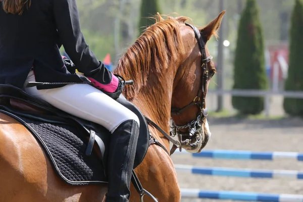 方程式イベント夏時間のショージャンパー馬に乗って未知の競合他社 鞍の下にジャンプ馬を表示します — ストック写真