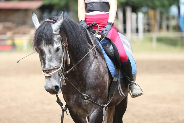 方程式イベント夏時間のショージャンパー馬に乗って未知の競合他社 鞍の下にジャンプ馬を表示します — ストック写真