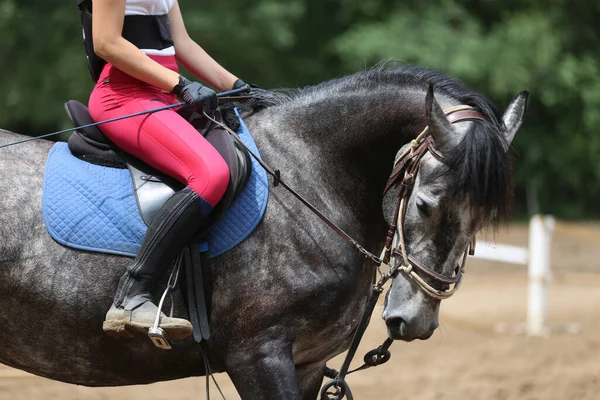 方程式イベント夏時間のショージャンパー馬に乗って未知の競合他社 鞍の下にジャンプ馬を表示します — ストック写真