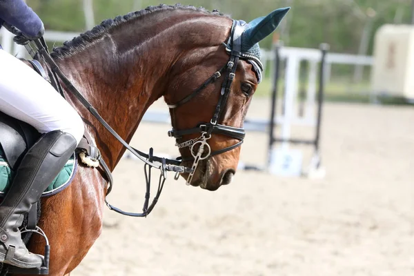 Desconocido Competidor Montar Caballo Puente Espectáculo Evento Equitación Hora Verano — Foto de Stock