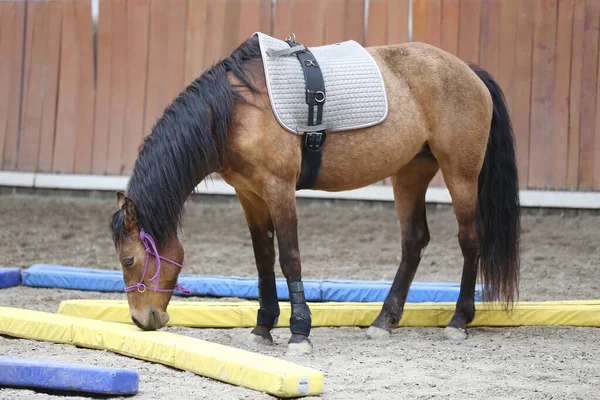 Encerramento Jovem Cavaleiro Inteligente Gentil Cavalo Escolar Salão Equitação Vazio — Fotografia de Stock