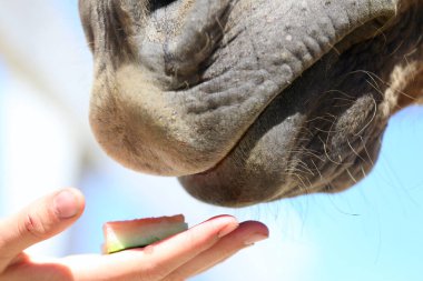 Meçhul binici kız yaz ağılında yumuşak atını karpuz atıştırmalıklarıyla besliyor. Karpuzla beslenen ve atın ağızlık takan kızı.