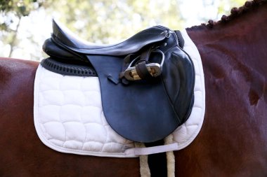 Atın arkasında kahverengi bir deri eyer ve eyer bezi giyilir. Güneş ışığıyla aydınlatılan açık havada binicilik eğitimi için hazır.