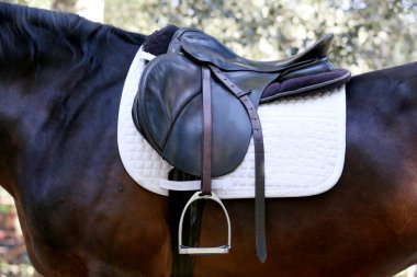 Atın arkasında kahverengi bir deri eyer ve eyer bezi giyilir. Güneş ışığıyla aydınlatılan açık havada binicilik eğitimi için hazır.
