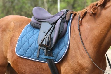 Atın arkasında kahverengi bir deri eyer ve eyer bezi giyilir. Güneş ışığıyla aydınlatılan açık havada binicilik eğitimi için hazır.