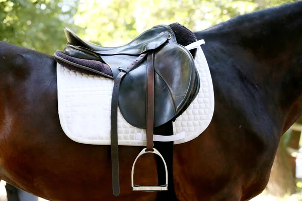 Achterkant Van Het Paard Worden Een Bruin Lederen Zadel Zadeldoek — Stockfoto