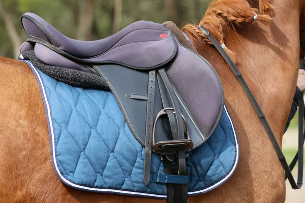 On the back of the horse, a brown leather saddle and saddle cloth are worn on top. Illuminated by sunlight ready for equestrian training outdoor