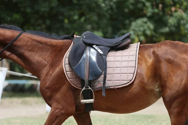 在马的背上 有一个棕色的皮革鞍子和鞍布在上面 沐浴在阳光下准备在户外训练骑手 — 图库照片
