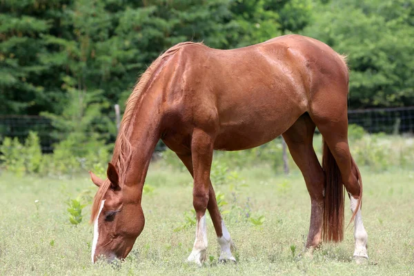 Young Purebred Horse Peaceful Grazing Summer Meadow Rural Scene — Stock Photo, Image