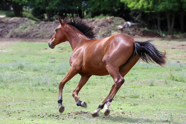 Jeune Cheval Race Pâturage Paisible Sur Scène Rurale Prairie Été — Photo