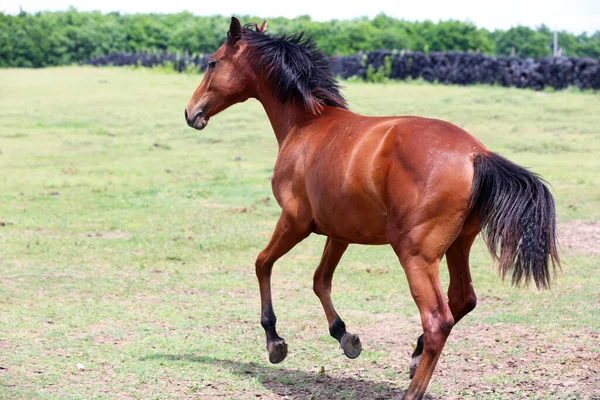 Νεαρό Καθαρόαιμο Άλογο Ειρηνική Βόσκηση Στο Θερινό Λιβάδι Αγροτική Σκηνή — Φωτογραφία Αρχείου