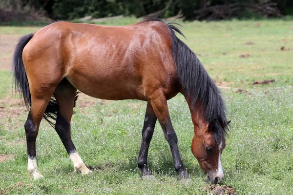 年轻的纯种马在夏天的草地上和平地放牧 — 图库照片