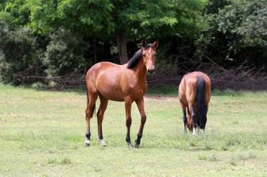 Genç safkan atlar kırsal alanda huzurlu bir şekilde otluyor.